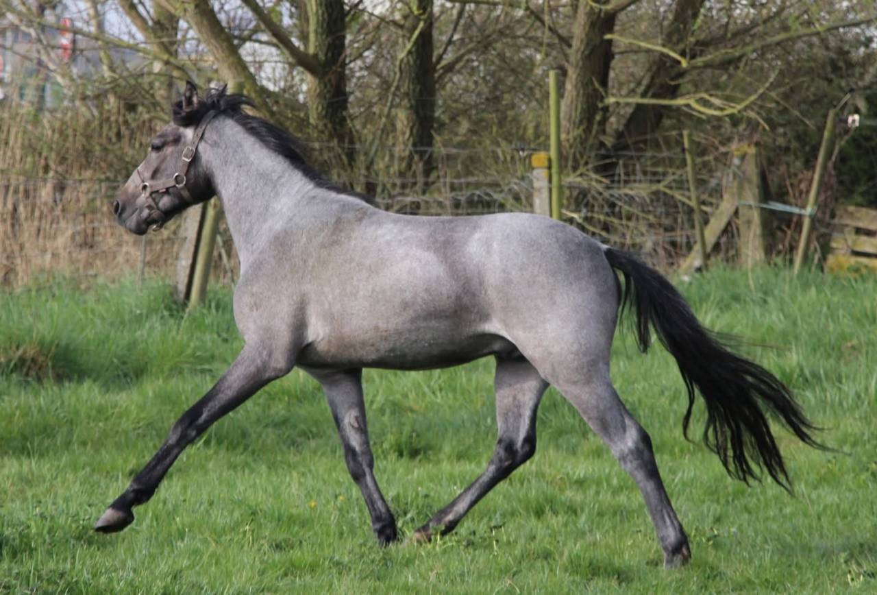 Ruin Connemara Te koop 2023 Schimmel