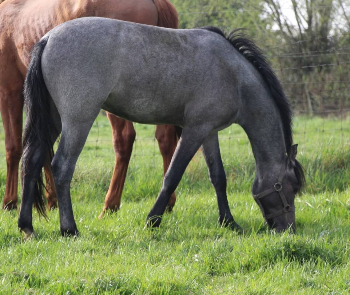 Ruin Connemara Te koop 2023 Schimmel