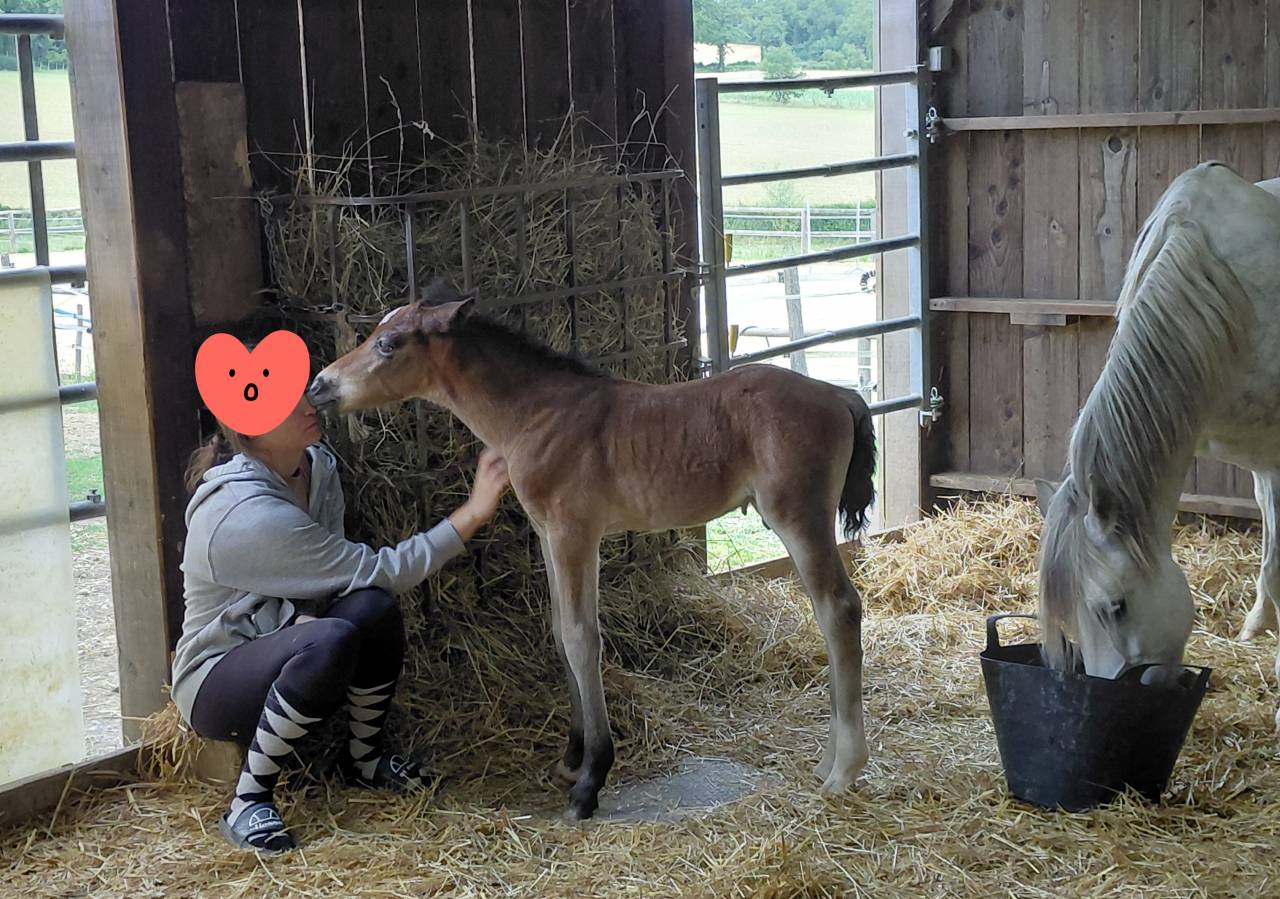 Veulen (ml) Welsh Pony (Section D), Welsh Cob  Te koop 2026 Donker bruin / bai ,  Merlemont d&rsquo;Artagnan