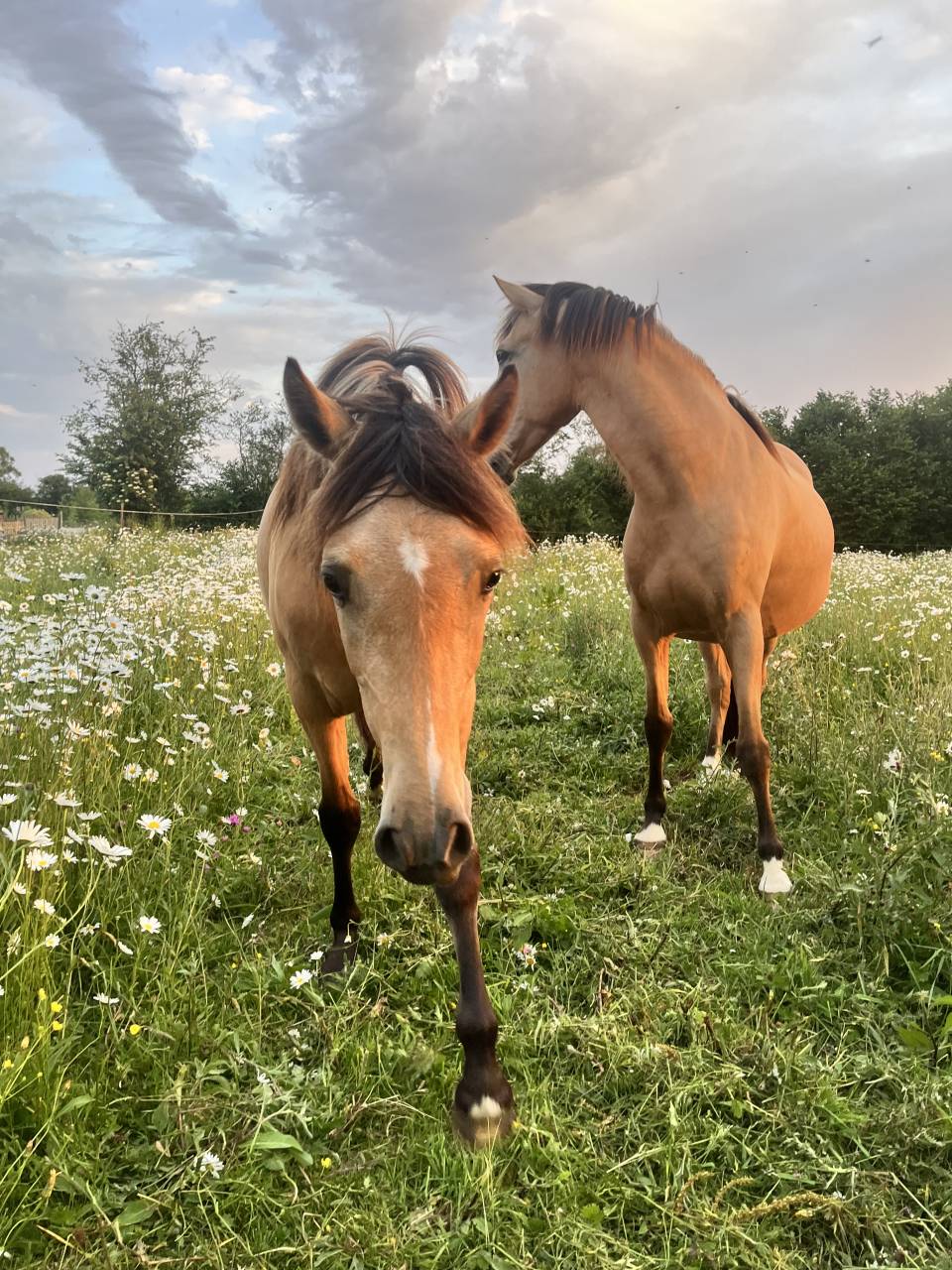 Veulen (vr) Welsh Partbred Te koop 2024 Isabel ,  Gwrthafan Black Admiral