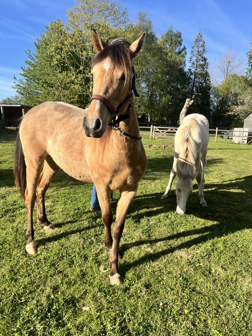 Veulen (vr) Welsh Partbred Te koop 2024 Isabel ,  Gwrthafan Black Admiral