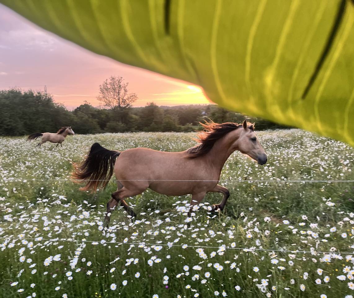 Veulen (vr) Welsh Partbred Te koop 2024 Isabel ,  Gwrthafan Black Admiral