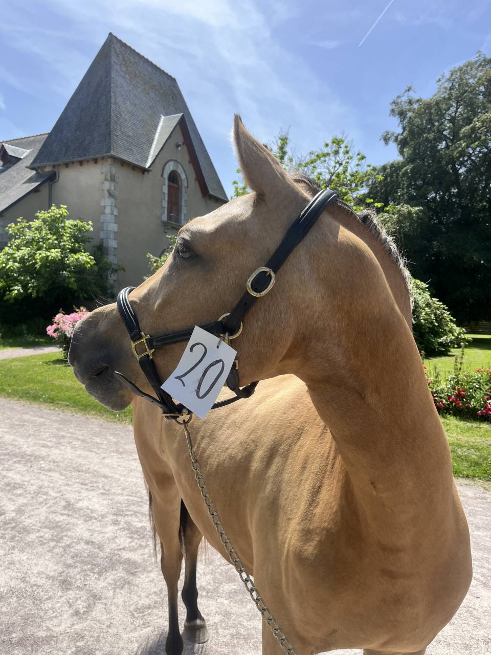 Veulen (vr) Welsh Partbred Te koop 2024 Isabel ,  Gwrthafan Black Admiral