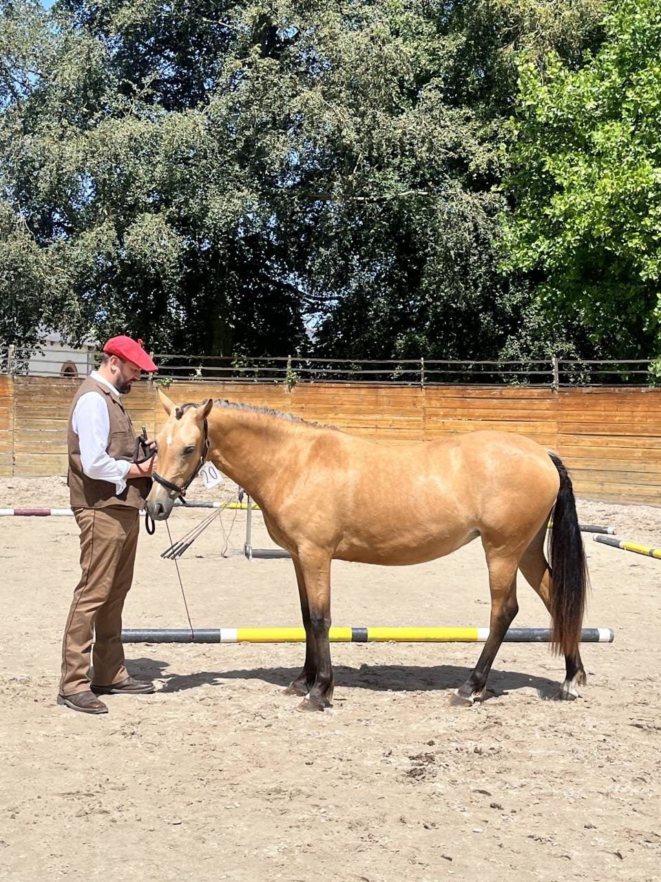 Veulen (vr) Welsh Partbred Te koop 2024 Isabel ,  Gwrthafan Black Admiral
