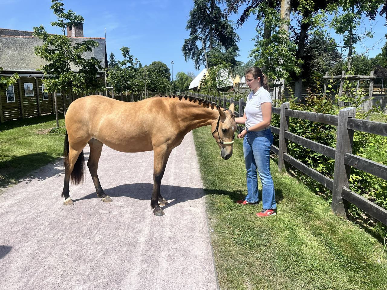 Veulen (vr) Welsh Partbred Te koop 2024 Isabel ,  Gwrthafan Black Admiral