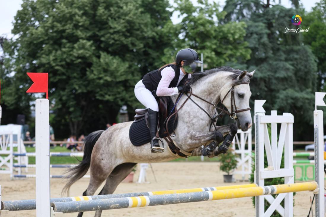 Merrie Bekend ras Te koop 2019 Schimmel ,  Fo'Reveur Du Jump