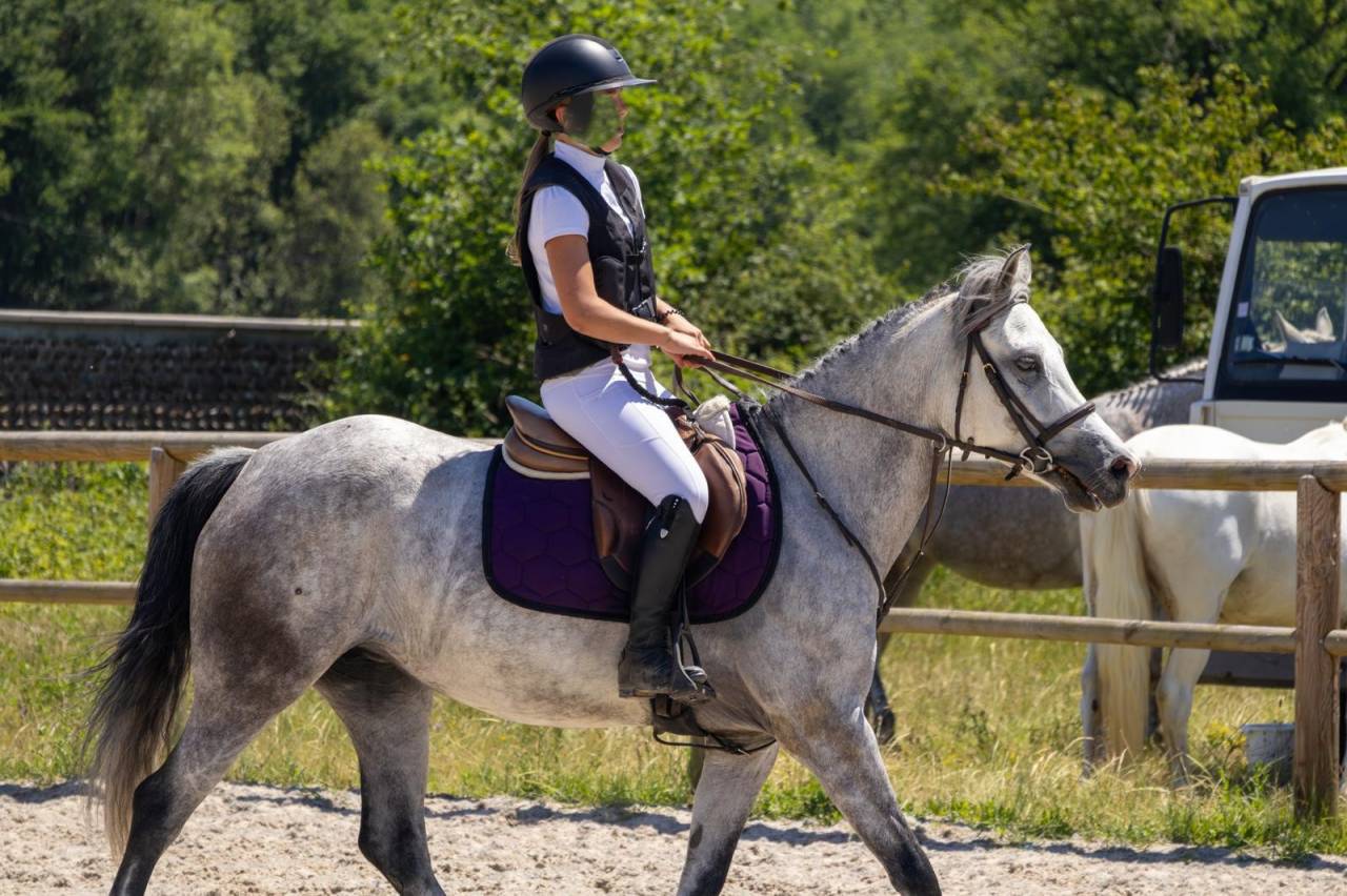 Merrie Bekend ras Te koop 2019 Schimmel ,  Fo'Reveur Du Jump