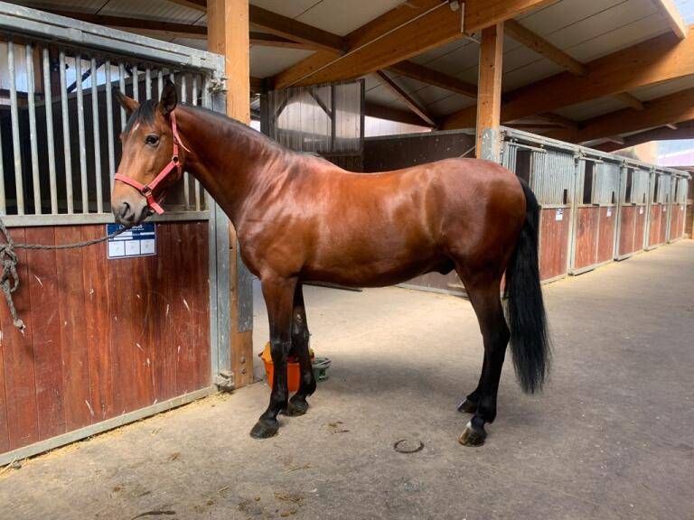 Ruin Lusitano Te koop 2019 Bruin / Bai ,  Sudan 4