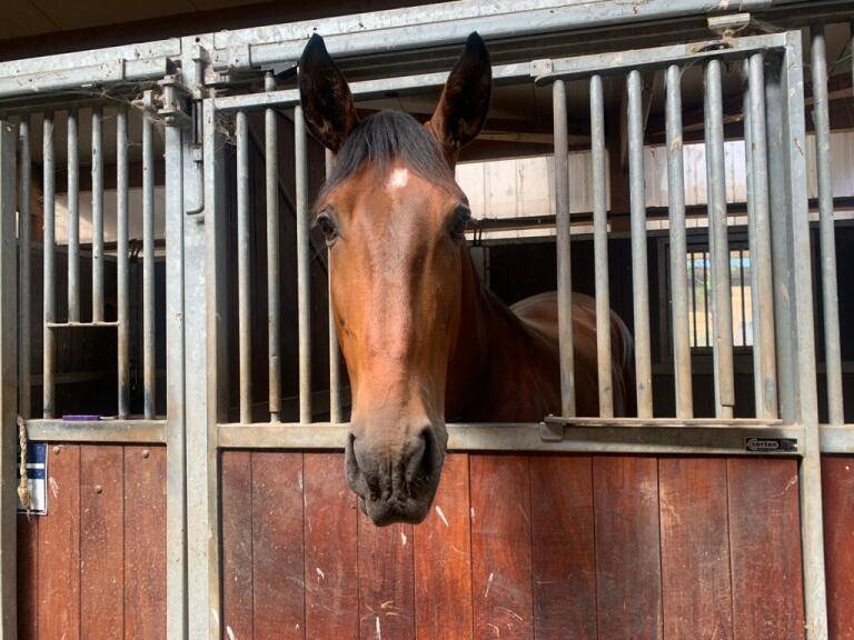 Ruin Lusitano Te koop 2019 Bruin / Bai ,  Sudan 4