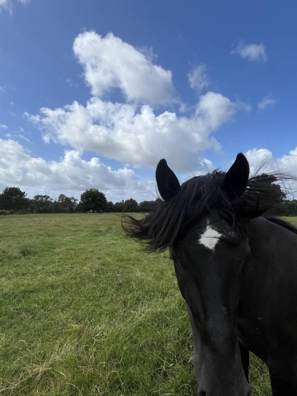 Hengst Lusitano Te koop 2023 Zwart ,  PRINCIPE