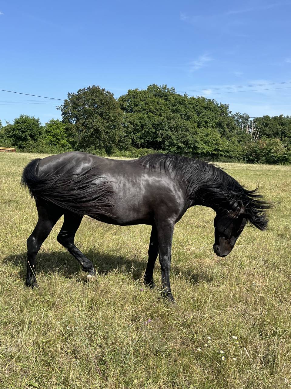 Hengst Lusitano Te koop 2023 Zwart ,  PRINCIPE