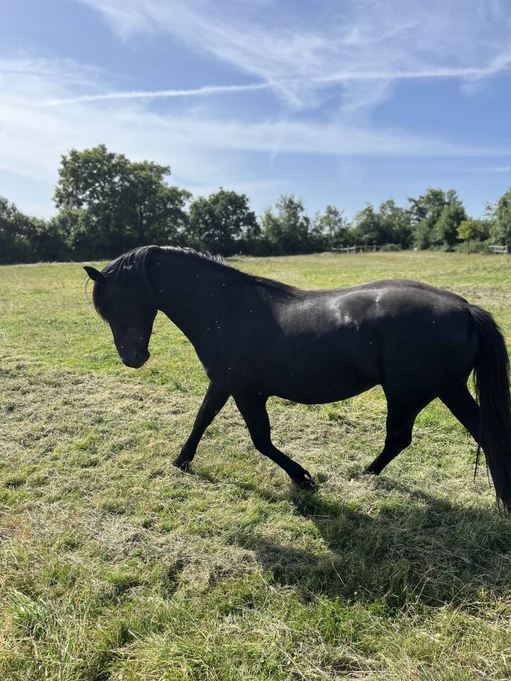 Hengst Lusitano Te koop 2023 Zwart ,  PRINCIPE