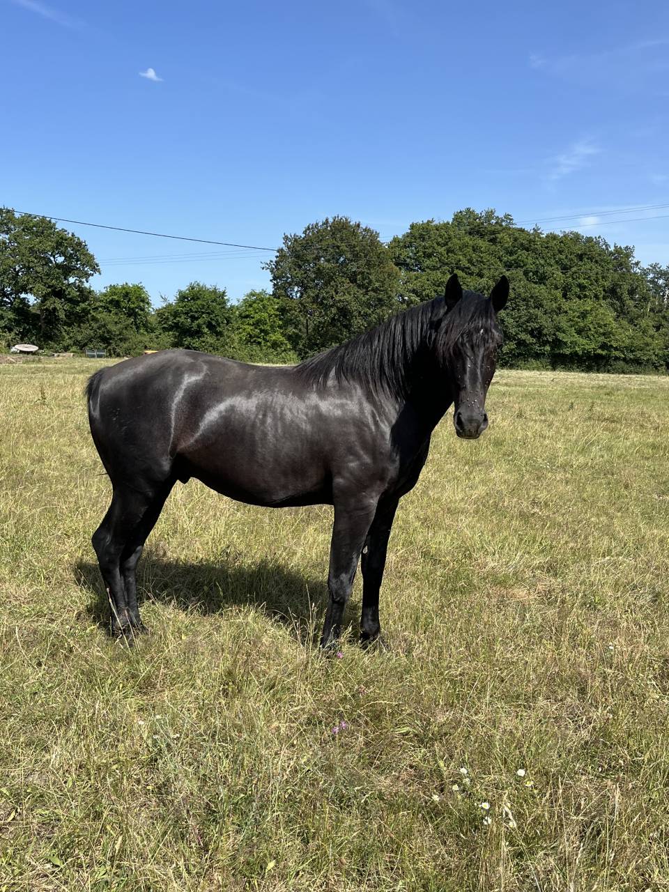 Hengst Lusitano Te koop 2023 Zwart ,  PRINCIPE