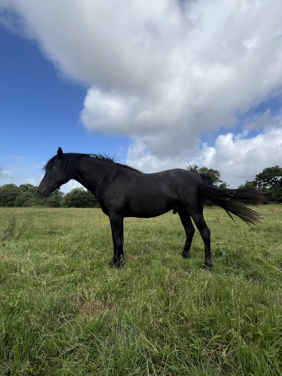 Hengst Lusitano Te koop 2023 Zwart ,  PRINCIPE