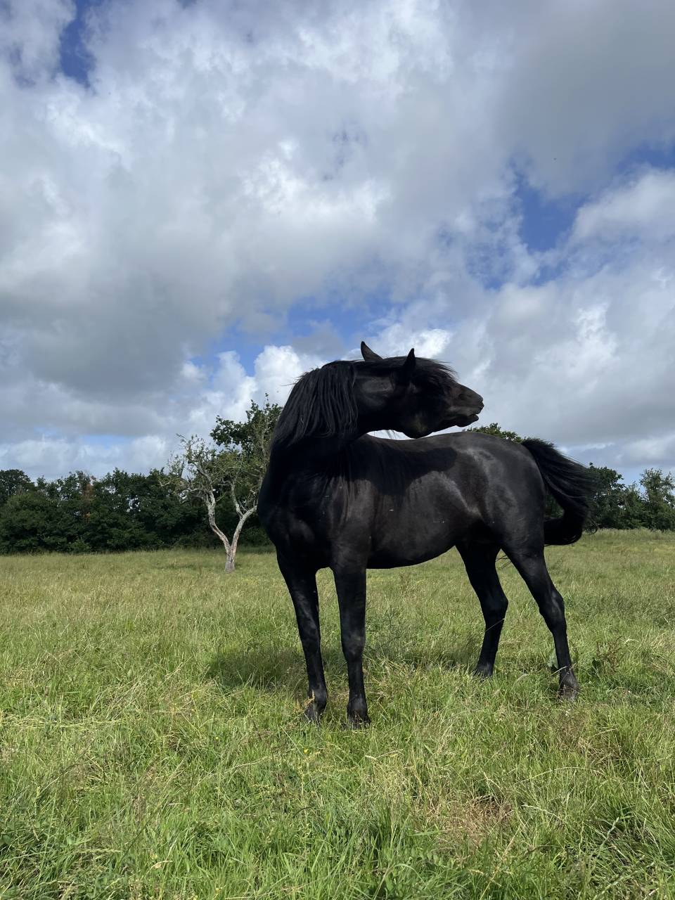 Hengst Lusitano Te koop 2023 Zwart ,  PRINCIPE