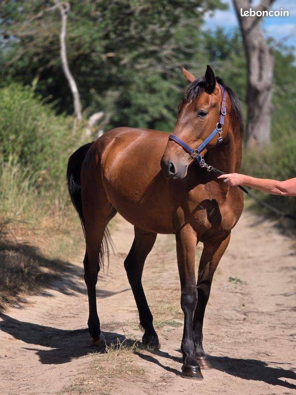 Merrie Franse draver  Te koop 2023 Donker bruin / bai