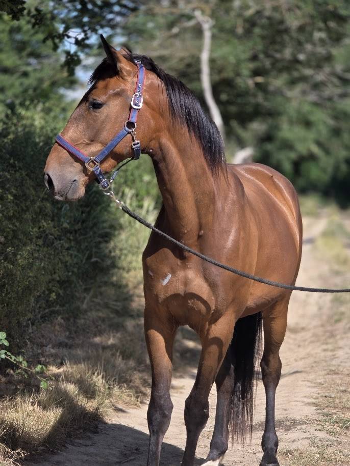 Merrie Franse draver  Te koop 2023 Donker bruin / bai