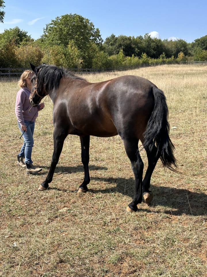 Draagmerrie Lusitano Te koop 2021 Isabel ,  IMPERADOR PRT