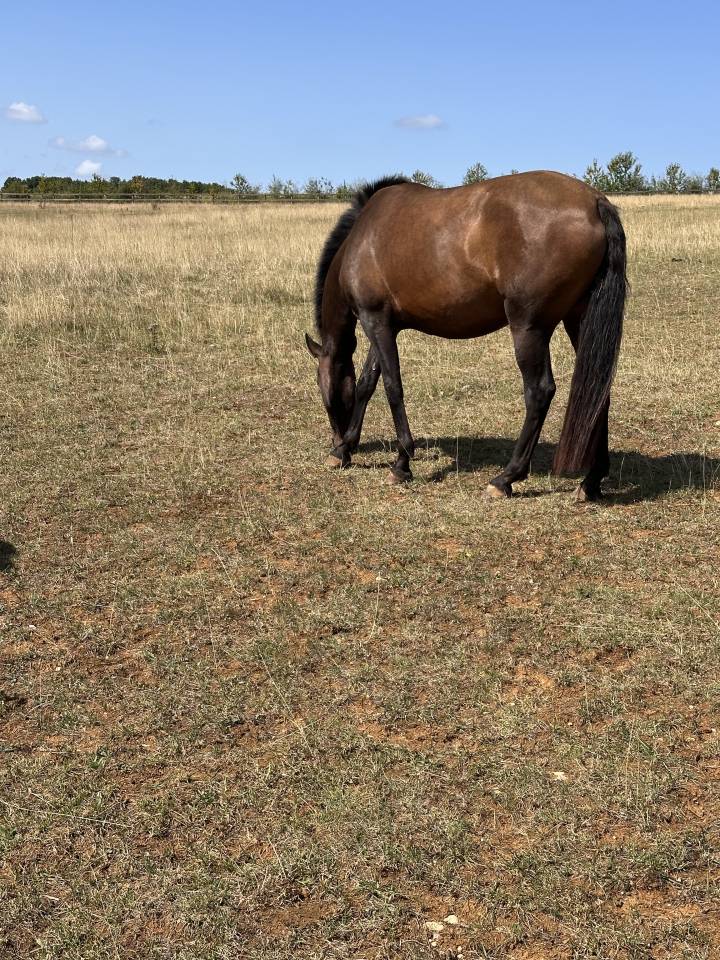 Draagmerrie Lusitano Te koop 2021 Isabel ,  IMPERADOR PRT