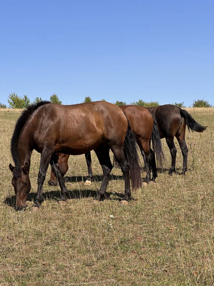 Draagmerrie Lusitano Te koop 2021 Isabel ,  IMPERADOR PRT