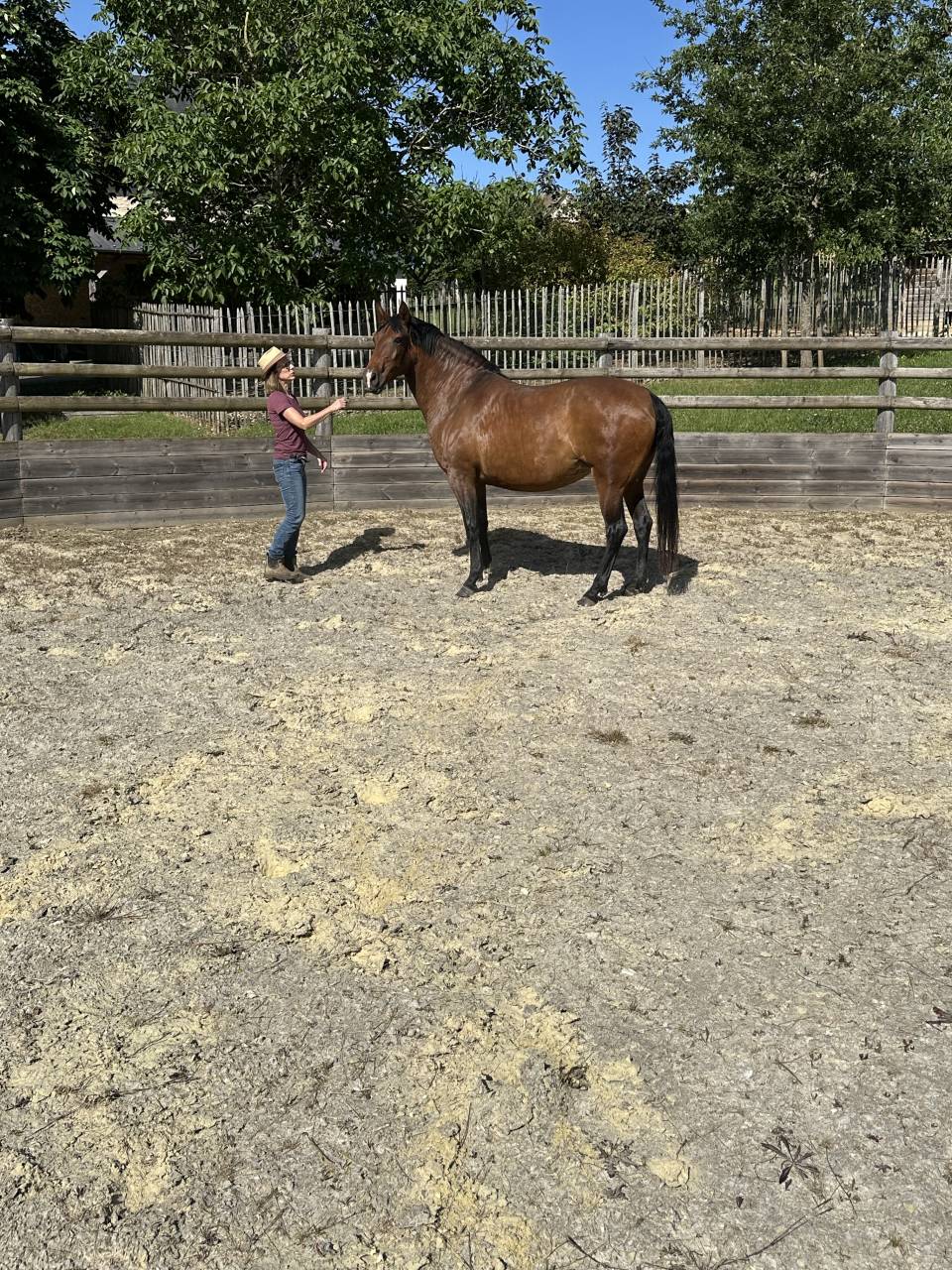 Draagmerrie Lusitano Te koop 2021 Isabel ,  IMPERADOR PRT