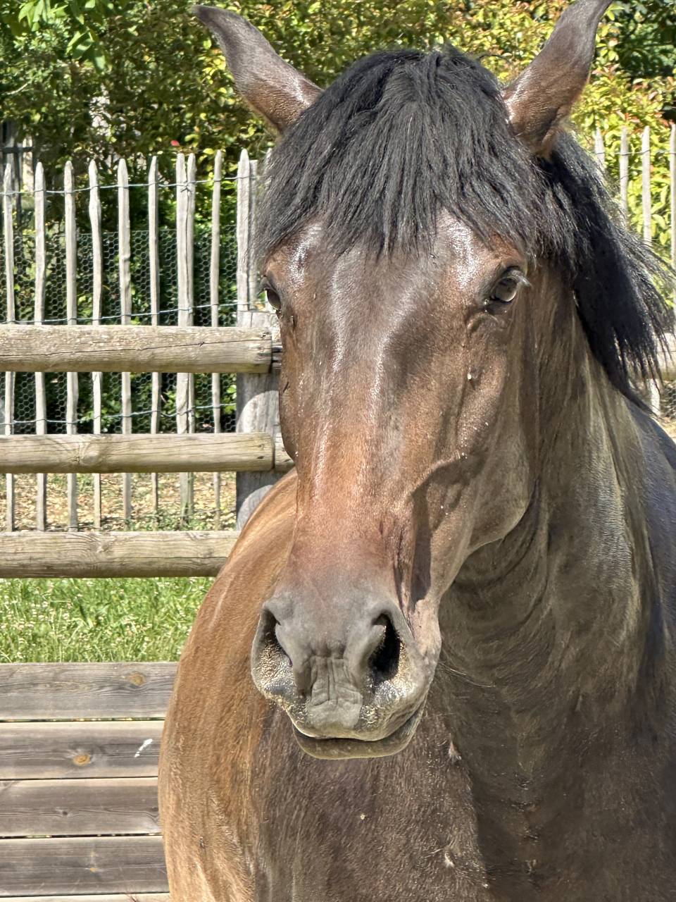 Draagmerrie Lusitano Te koop 2021 Isabel ,  IMPERADOR PRT