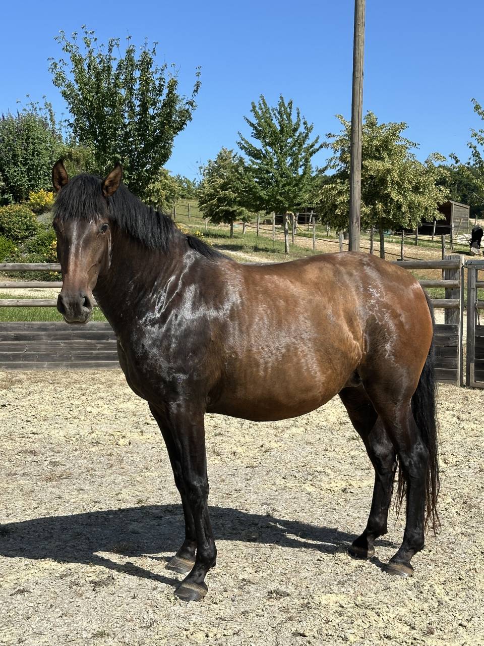 Draagmerrie Lusitano Te koop 2021 Isabel ,  IMPERADOR PRT