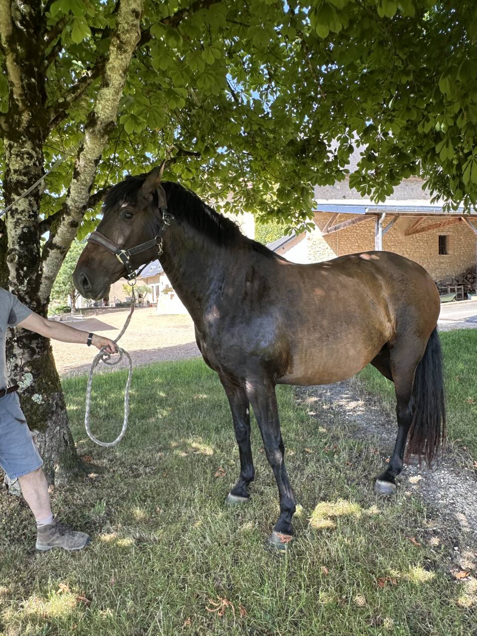 Draagmerrie Lusitano Te koop 2021 Isabel ,  IMPERADOR PRT