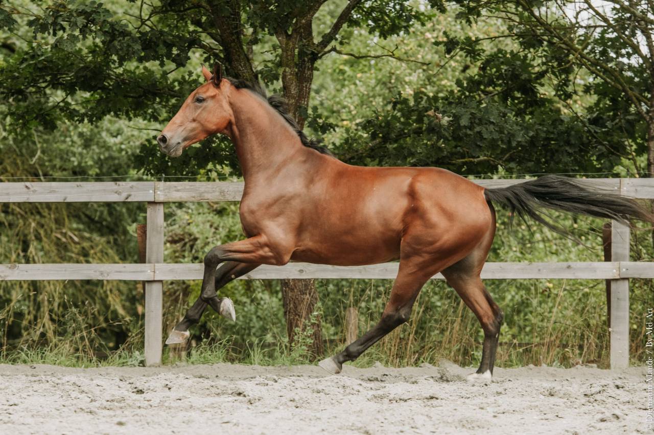 Ruin KWPN Nederlands sportpaard Te koop 2022 Donker bruin / bai
