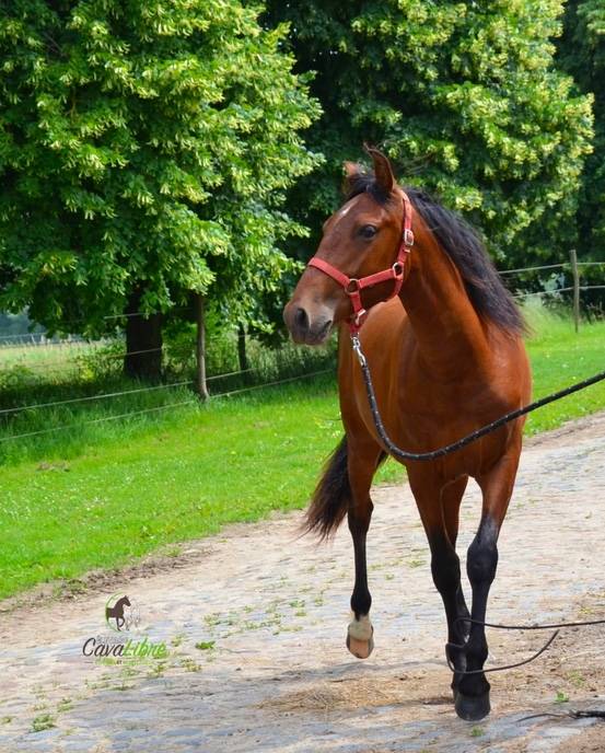 Ruin PRE Puur Ras Spaans Te koop 2023 Donker bruin / bai ,  Discreto MP