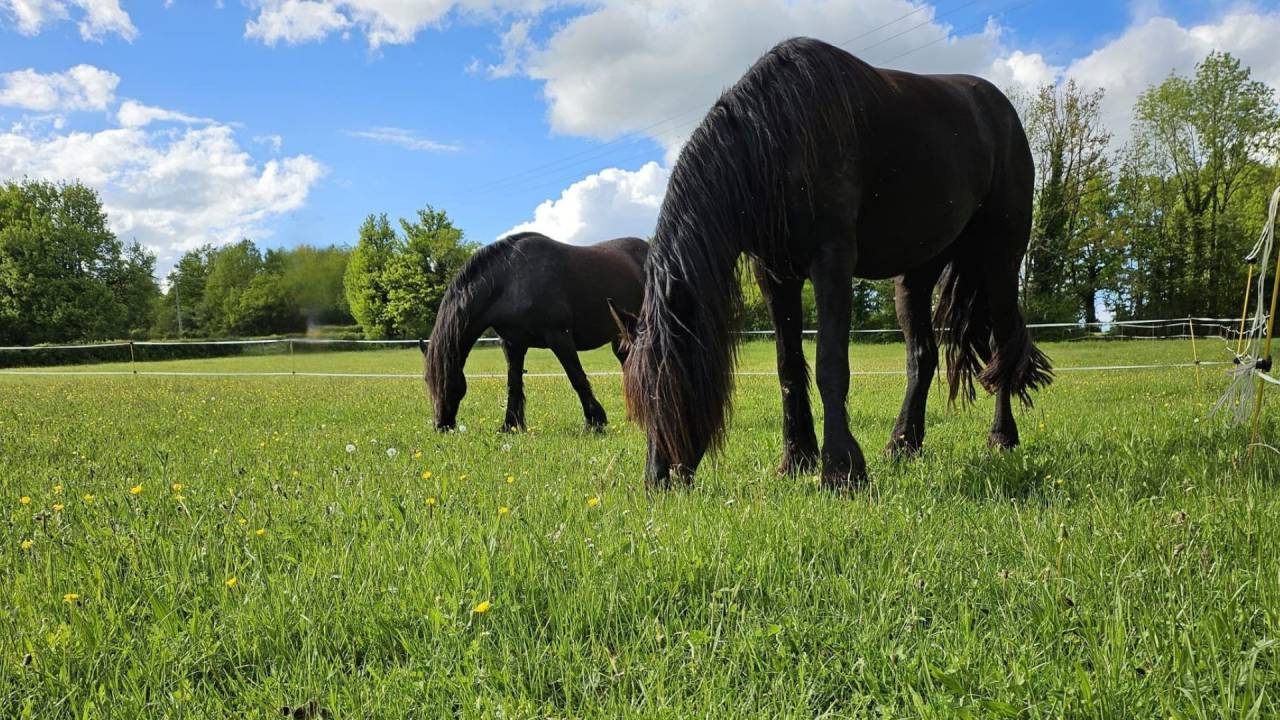 Hippisch toerisme vastgoed Koop Lot