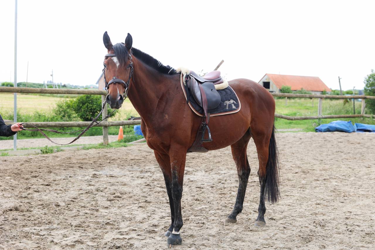 Ruin Volbloed Te koop 2021 Donker bruin / bai