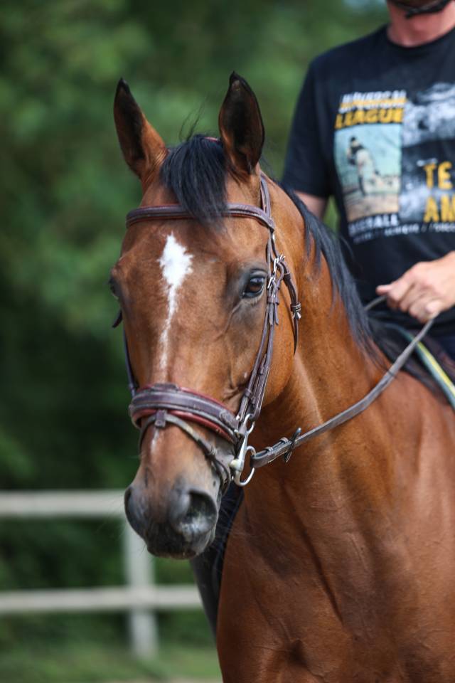 Ruin Volbloed Te koop 2017 Donker bruin / bai