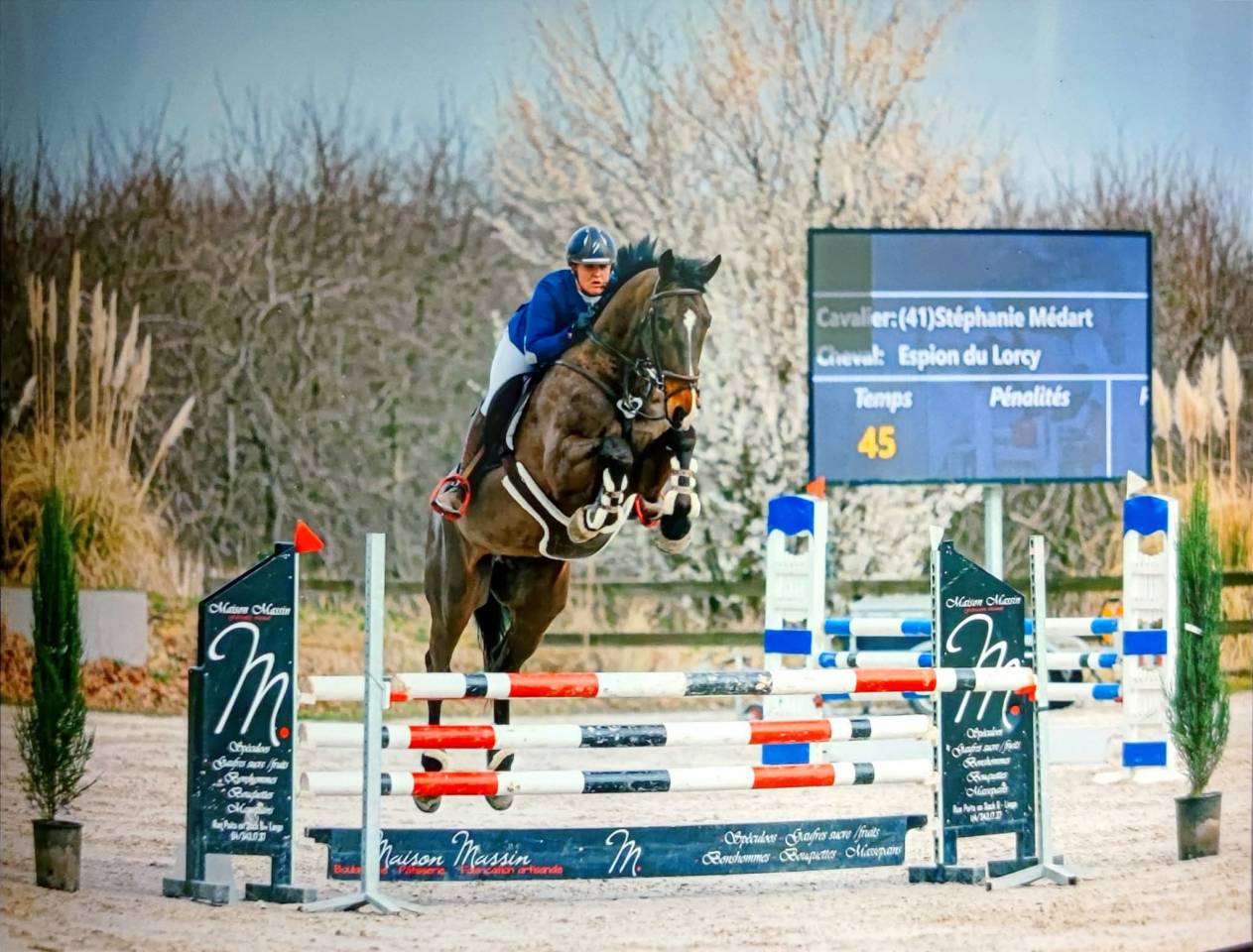 Ruin KWPN Nederlands sportpaard Te koop 2015 Donker bruin / bai ,  Caretino Gold