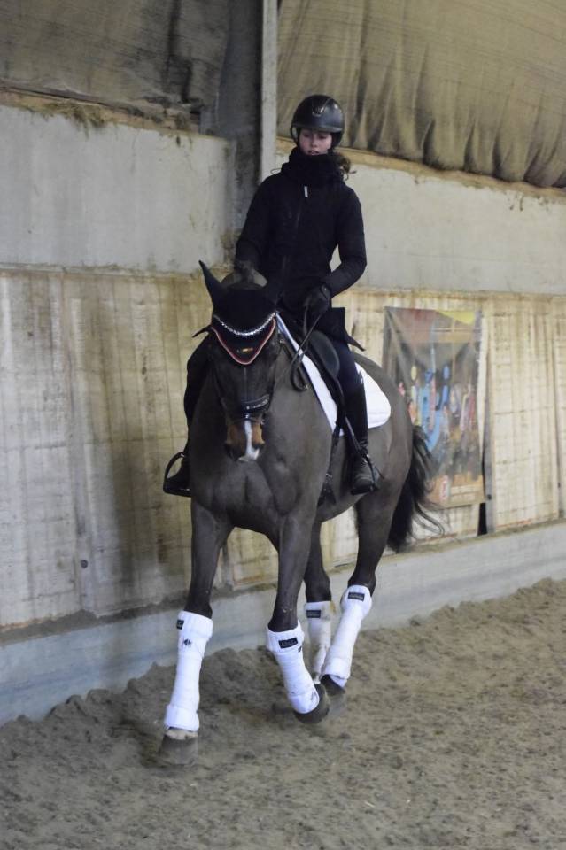 Ruin KWPN Nederlands sportpaard Te koop 2015 Donker bruin / bai ,  Caretino Gold