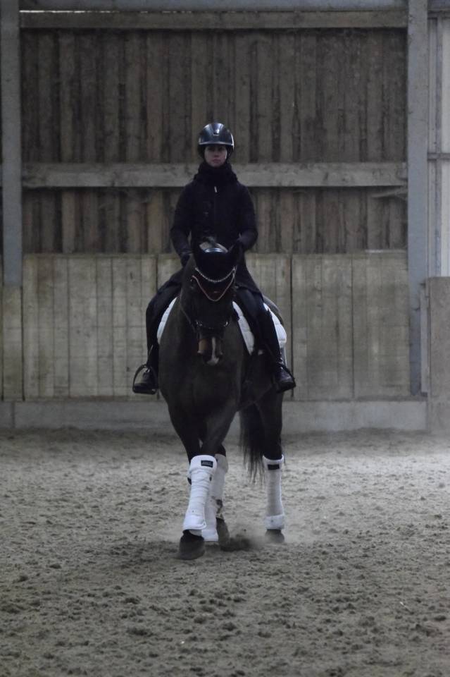 Ruin KWPN Nederlands sportpaard Te koop 2015 Donker bruin / bai ,  Caretino Gold