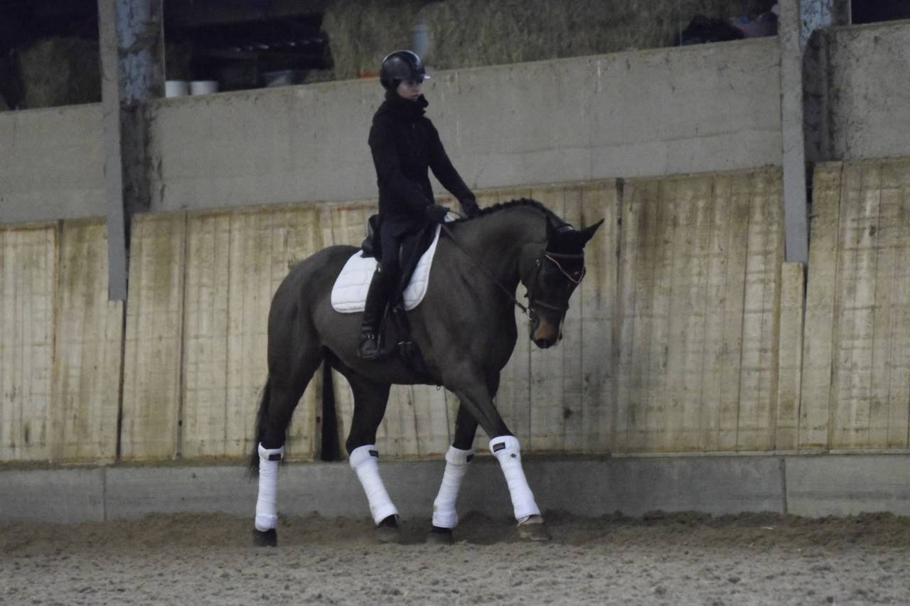 Ruin KWPN Nederlands sportpaard Te koop 2015 Donker bruin / bai ,  Caretino Gold