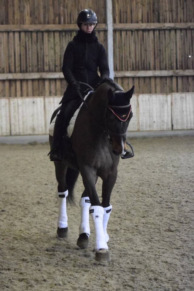 Ruin KWPN Nederlands sportpaard Te koop 2015 Donker bruin / bai ,  Caretino Gold