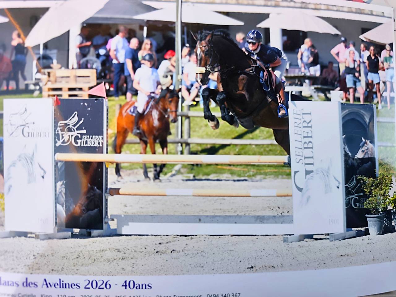 Ruin KWPN Nederlands sportpaard Te koop 2015 Donker bruin / bai ,  Caretino Gold