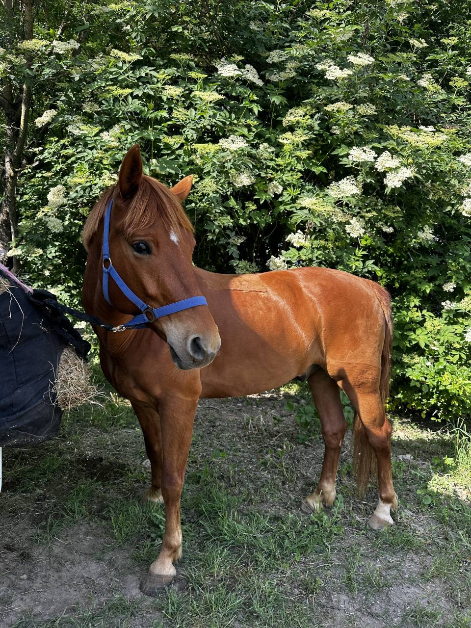 Ruin Franse rijpony PFS Te koop 2019 Vos