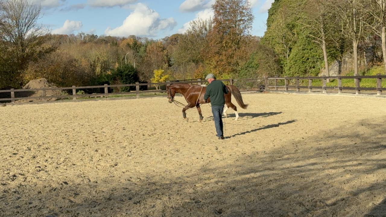 Groom, Stoeterij - Contract bepaalde tijd Voltijds - Li&egrave;ge Belgi&euml;