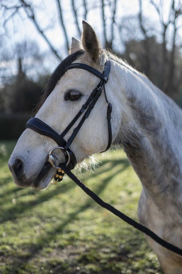 Ruin Connemara Te koop 2019 Schimmel