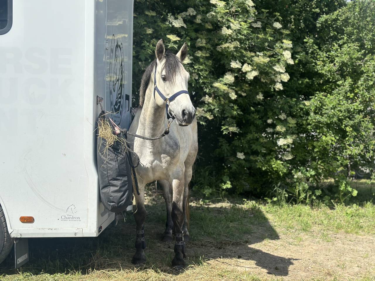 Ruin Connemara Te koop 2019 Schimmel