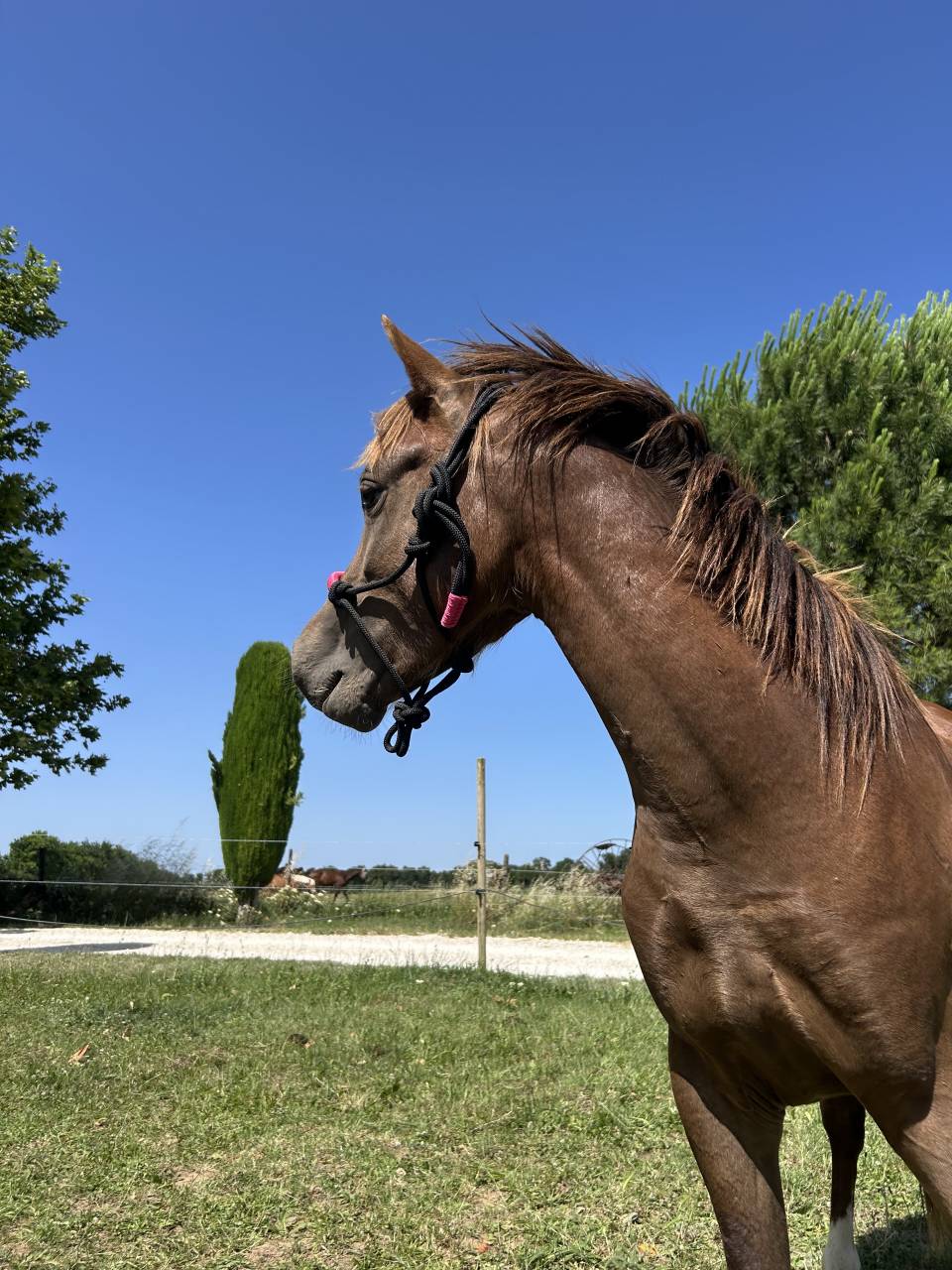 Hengst Welsh Pony (Section B) Te koop 2024 Donker bruin / bai