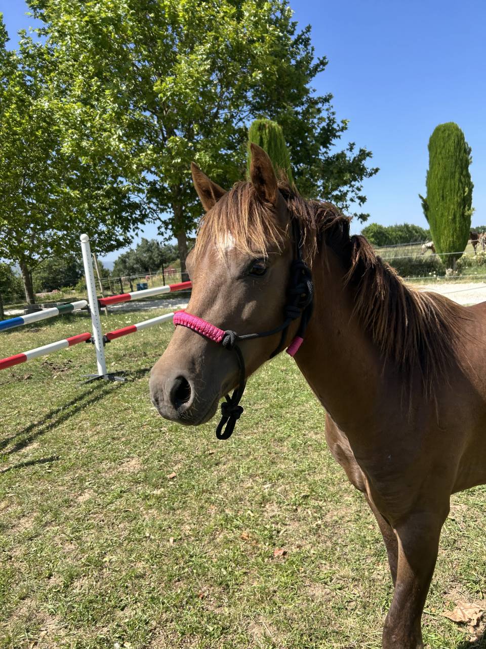 Hengst Welsh Pony (Section B) Te koop 2024 Donker bruin / bai