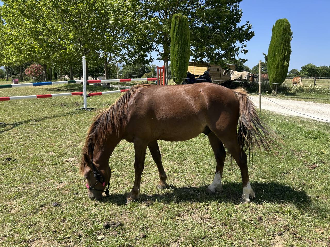 Hengst Welsh Pony (Section B) Te koop 2024 Donker bruin / bai