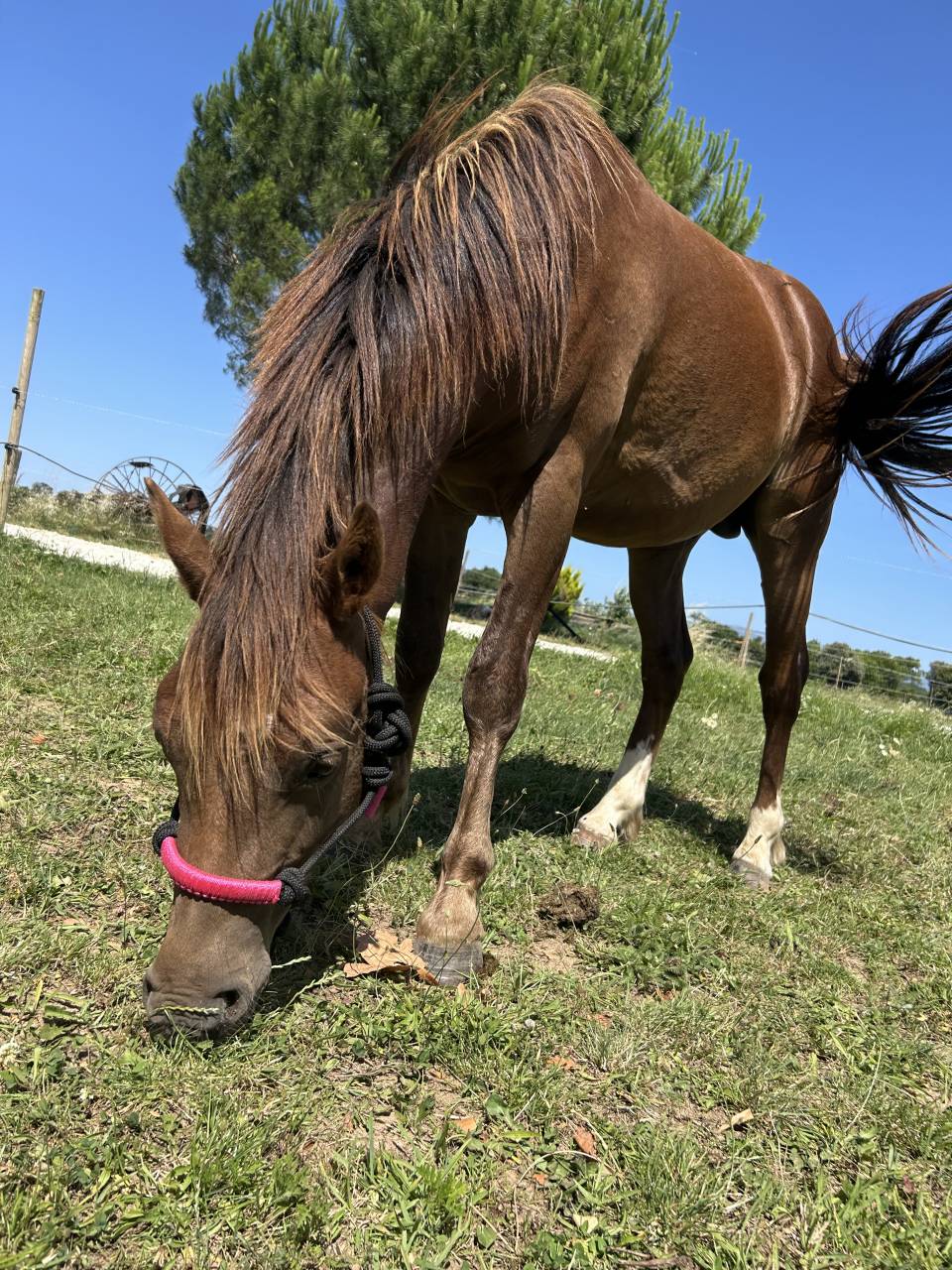 Hengst Welsh Pony (Section B) Te koop 2024 Donker bruin / bai
