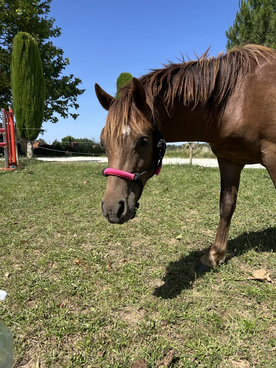 Hengst Welsh Pony (Section B) Te koop 2024 Donker bruin / bai