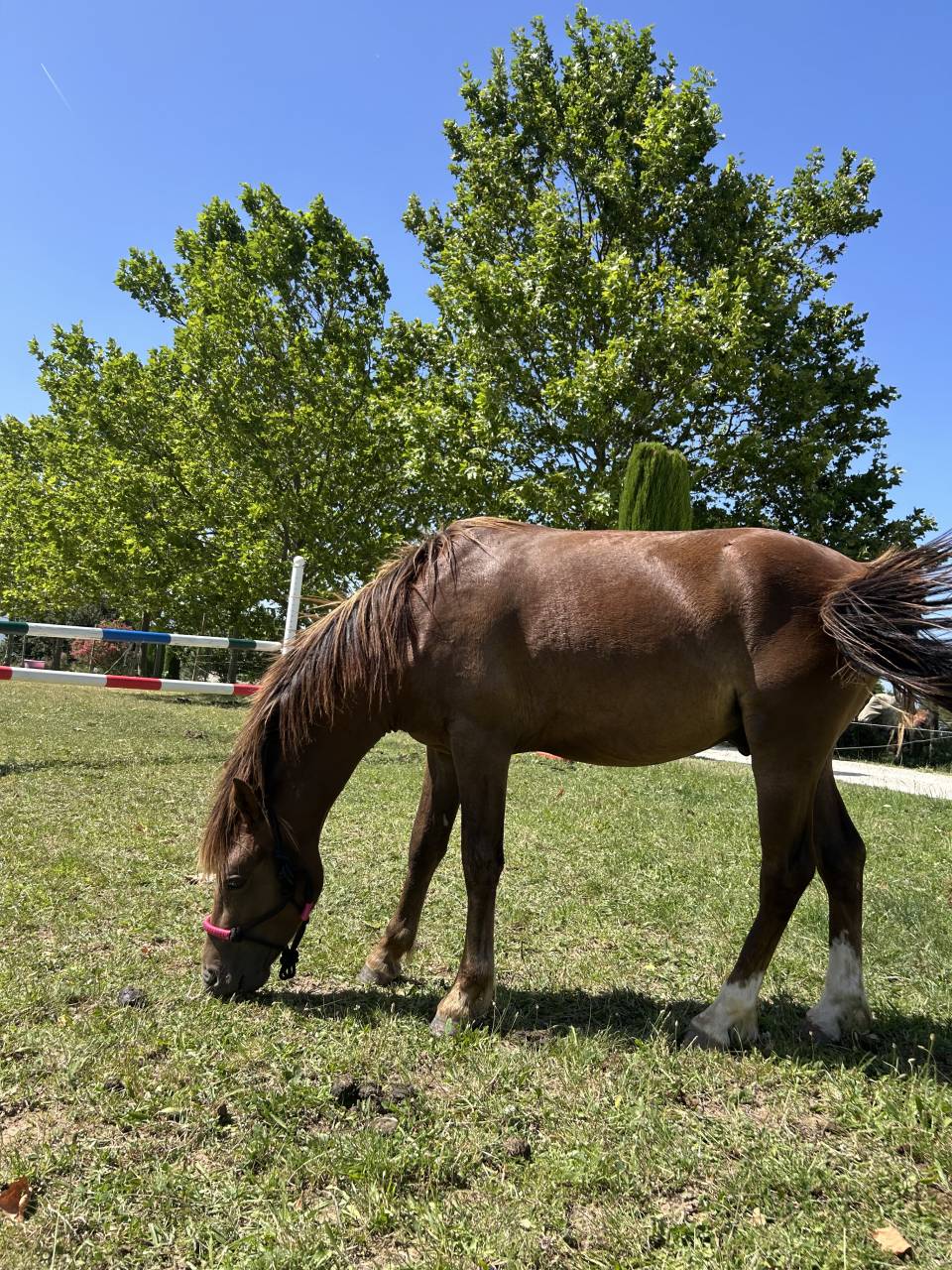 Hengst Welsh Pony (Section B) Te koop 2024 Donker bruin / bai