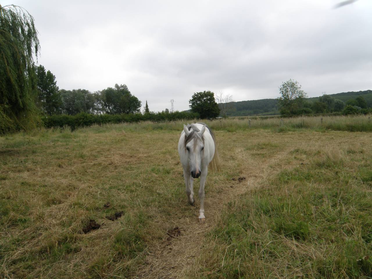 Merrie Arabier Te koop 2014 Vos ,  KATAR